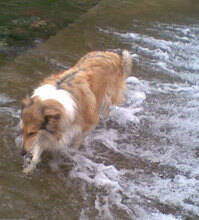 苏格兰牧羊犬吃泡过的狗粮后吐了是什么原因