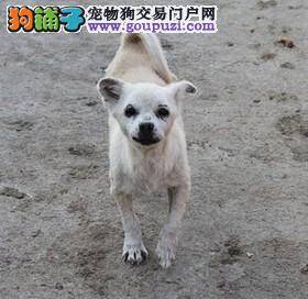 郑州社区开展“美化社区文明养犬”宣传活动