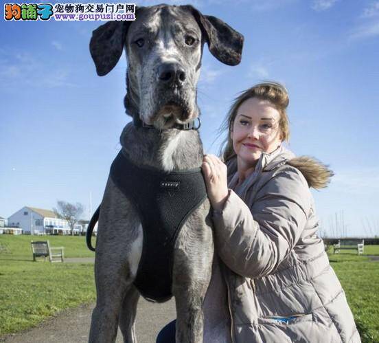 最高狗狗身高一米仍在生长 有望破吉尼斯纪录