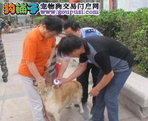 搜救犬队召集爱犬及主人免费接受搜救犬训练