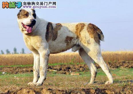 中亚牧羊犬患上过敏性皮炎应如何医治