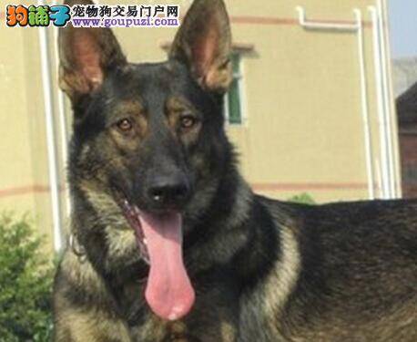 健康大百科 昆明犬感冒了应如何治疗