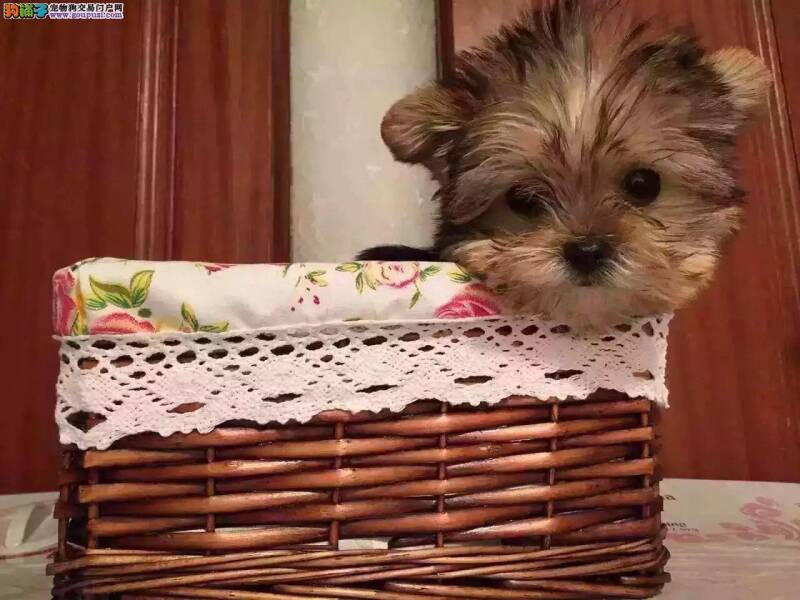 约克夏后背长了一个包是什么东西