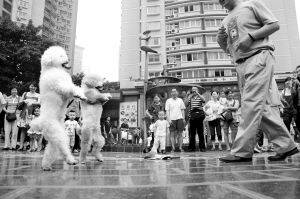 三峡广场小明星贵宾犬直立“走秀”