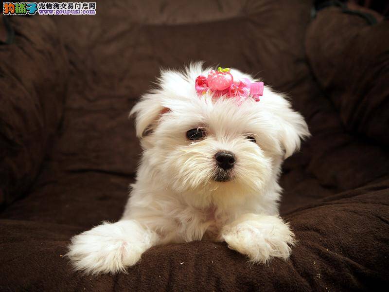 我家马尔济斯犬吃自己的便便求解决办法