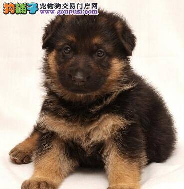 不打不骂不关 三招解决德国牧羊犬不会作揖问题