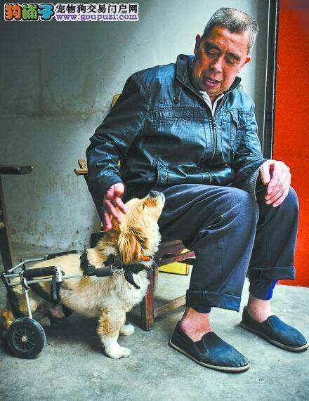 狗狗意外受伤失去双腿 “爱的轮椅”让它重获新生