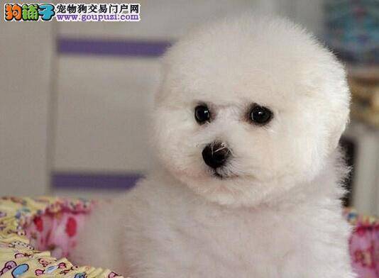 疫苗期间的比熊犬可以洗澡吗
