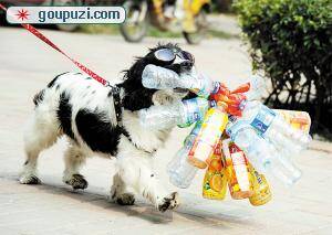 天津河东区有只环保犬 一年能捡一万只空瓶(图)