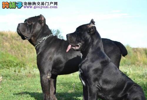 美丽不简单 如何护理剃毛后的卡斯罗犬