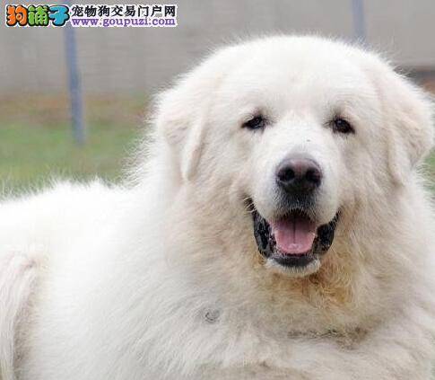 护理全方案之照顾大白熊犬仅需三步骤