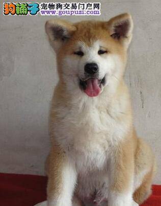 秋田犬的健康是很重要的一件事
