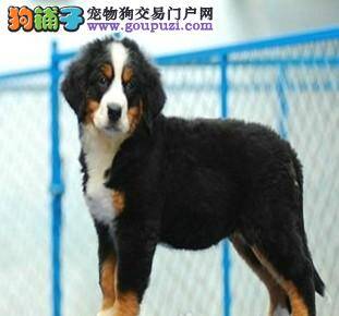 伯恩山犬老流眼泪都有泪痕了怎么办