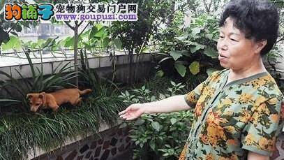 猫狗身上惊现吸血虫  是蜱虫吗？