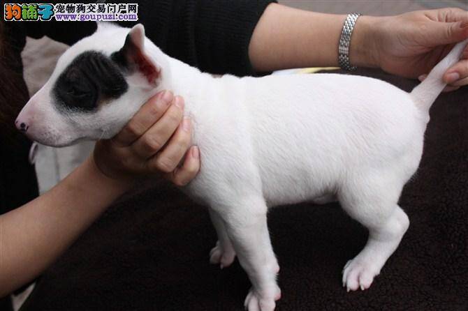 牛头梗患上肠炎性犬瘟 请医生速来治疗