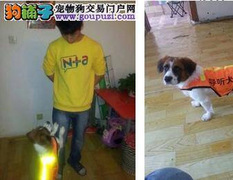 武汉宠物培训机构爆满 训练狗狗要花费上千元