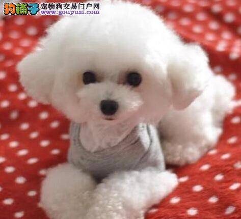 贵宾犬精神疾病的治疗方案