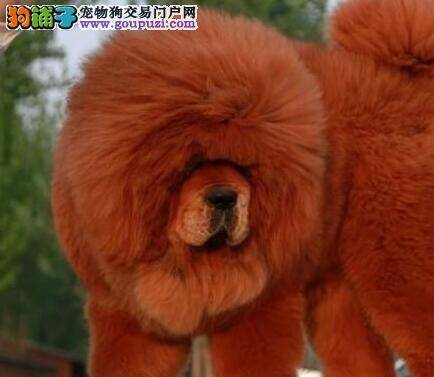 藏獒身上出现红疙瘩，很痒是出了什么问题