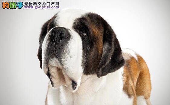 选狗必备常识 购买圣伯纳犬的几个重要知识