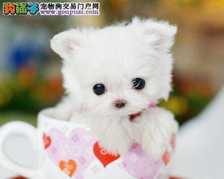 护理全知道 怎样解决茶杯犬的皮肤病问题