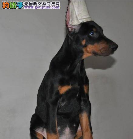 杜宾犬皮肤发红起皮屑用什么药好