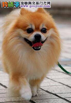 博美犬外耳炎的预防和治疗方法