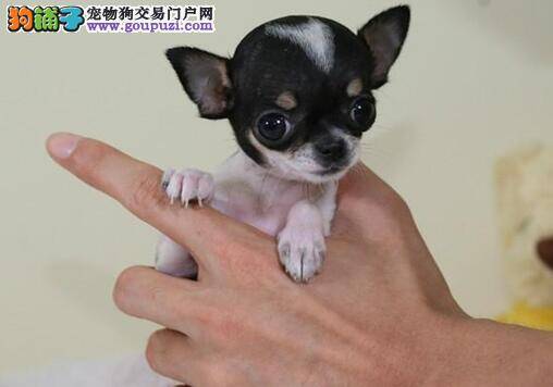 给吉娃娃美容有没有最合适的方法