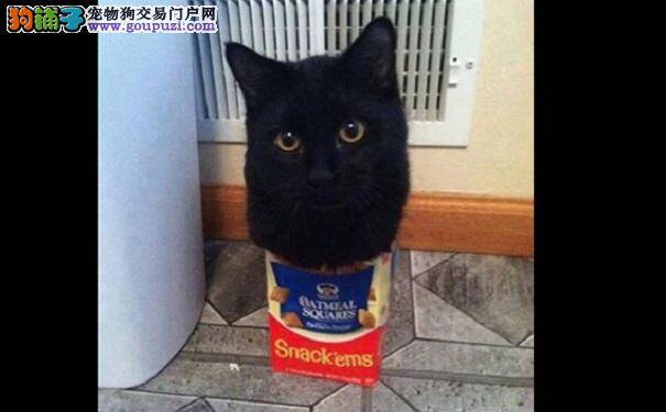 猫咪们如此迷恋盒子和罐子 为什么