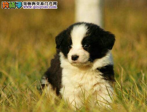 边境牧羊犬流鼻涕发烧感冒了怎么办
