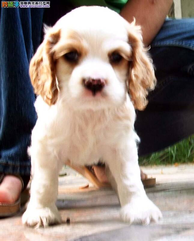 可卡犬老流眼泪有了泪痕怎么处理