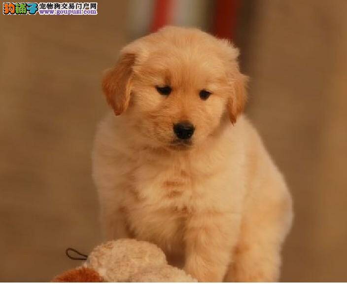 金毛犬高烧不退，不吃东西没事吧