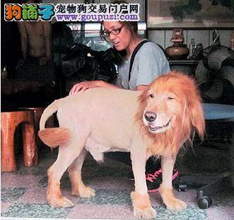 金毛犬剃毛成为“小狮子”帮主人招揽生意卖槟榔