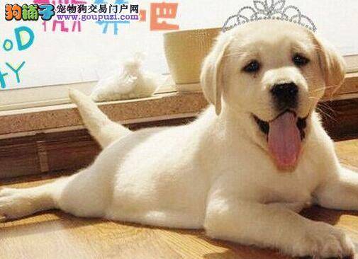 拉布拉多犬最近便便呈条状，有血丝是怎么回事