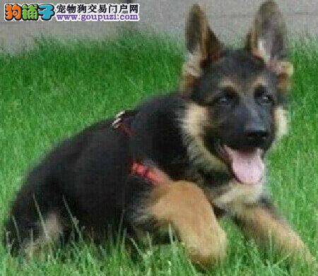 德国牧羊犬口臭的解决良方