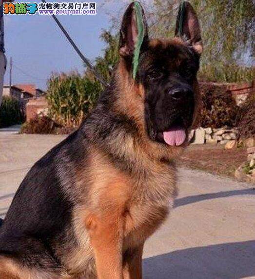 如何保证大家在购买德国牧羊犬的时候不吃亏