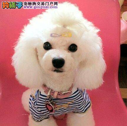 贵宾犬患上犬瘟后期应如何医治