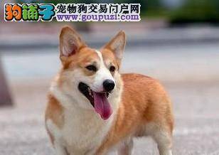关注训练 如何训练柯基犬的注意力