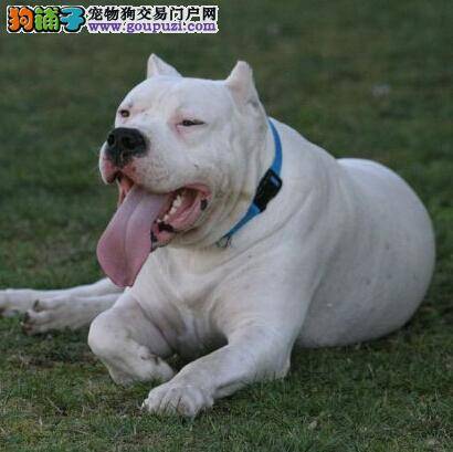 了解杜高犬在什么情况下会咬人