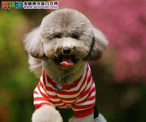 贵宾犬为什么突然流黄绿色眼屎