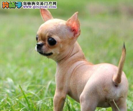 营养一加一 如何给吉娃娃正确补钙