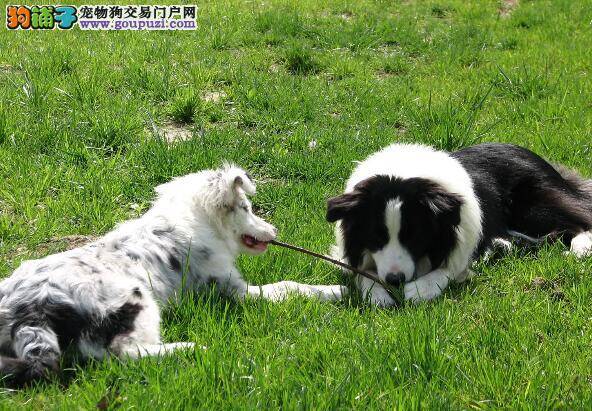 谈谈那些边境牧羊犬不能吃的食物种类与具体的原因