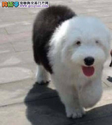 急救 古代牧羊犬吐血不吃不喝