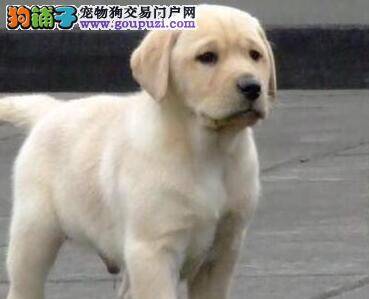 怎样给五个月的拉布拉多犬补钙