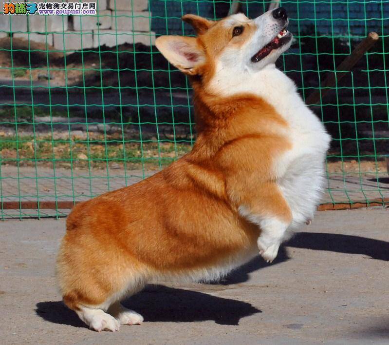 柯基犬老啃自己爪子是不是生病了