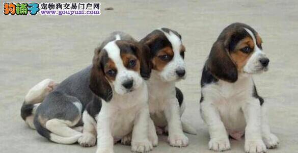 怎样与比格犬保持长久的交流