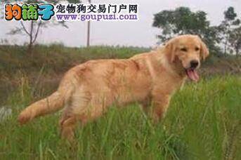 用眼看健康 判定金毛犬是否健康的几个要点