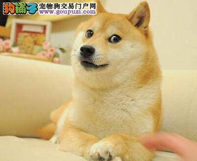 疾病来袭 如何医治患上皮肤病的柴犬