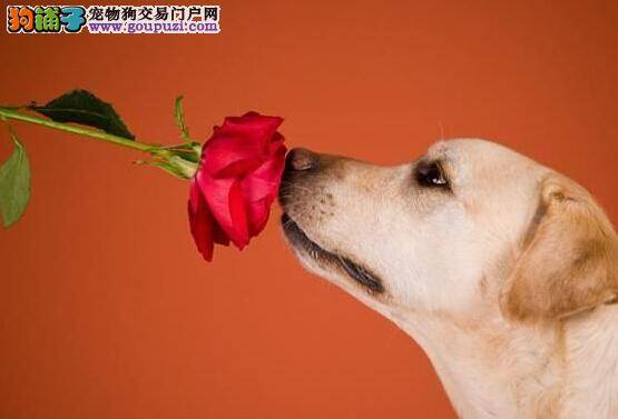 营养选择需均衡 怎样给拉布拉多犬选择狗粮的类型