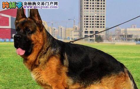 德国牧羊犬咳嗽喘粗气应该吃些什么药