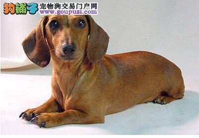 10个月的腊肠犬患上肠胃炎应如何医治